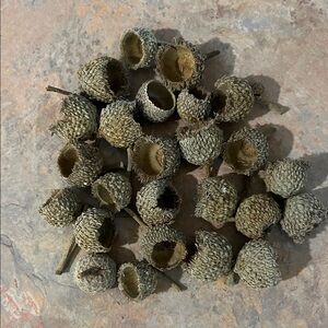 Burr Oak Acorn Caps for Natural Habitat, decor or crafting